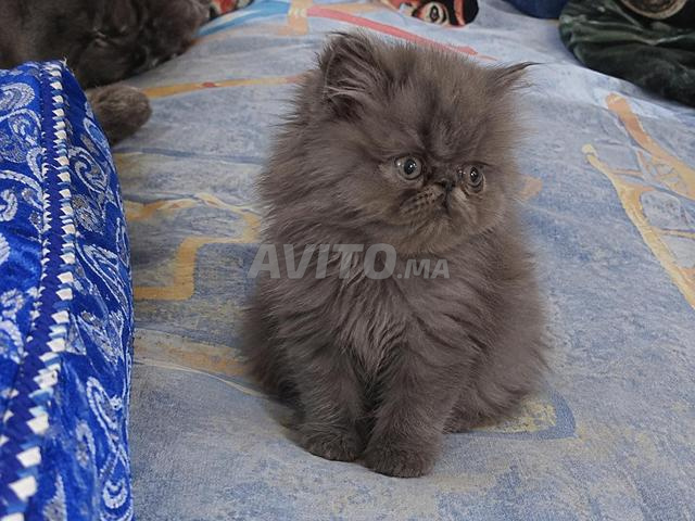 chat persan