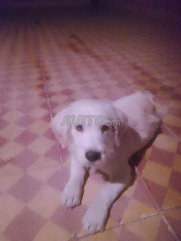 Golden retriever - 2