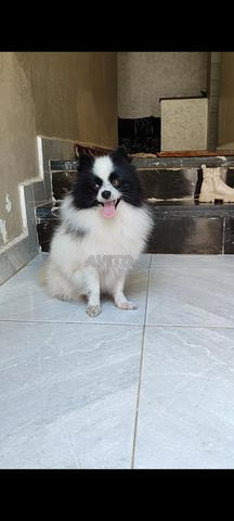 À vendre spitz mâle - 2
