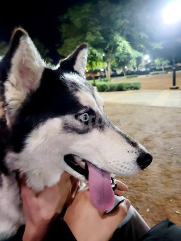 Femelle Husky 2 ans avec son carnet de vaccination, blanc et noir