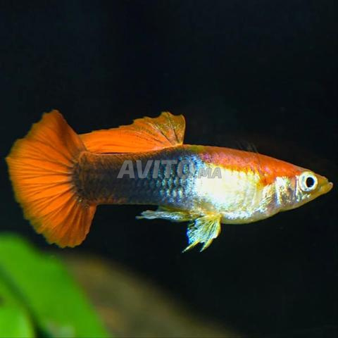 4 poissons Guppy Red, Yellow Leopard & Denison - 2