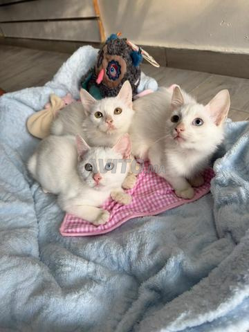 Chatons vaccinés à adopter hyper gentils - 2