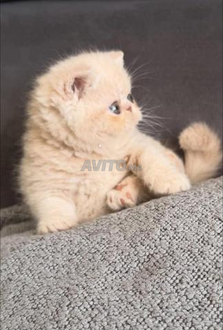 Chatons persans disponibles ville Agadir - 2