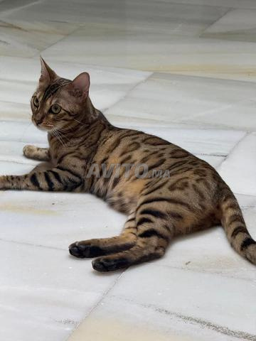 Chat Bengal à vendre - 2