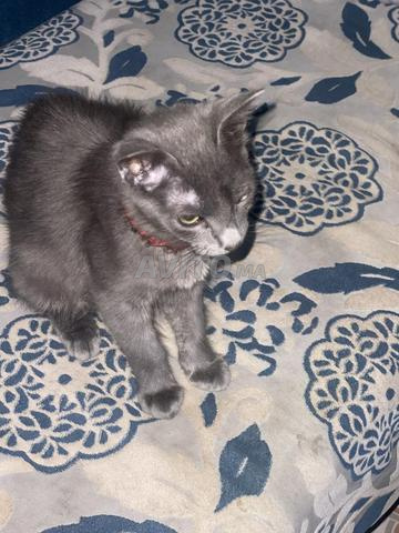 Chat Bleu Russe - 2