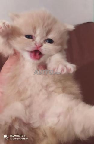 Chats persans disponibles ville Agadir - 2