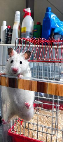 🐹 Beau hamster aux yeux noirs et nez rose 🤍 - 2