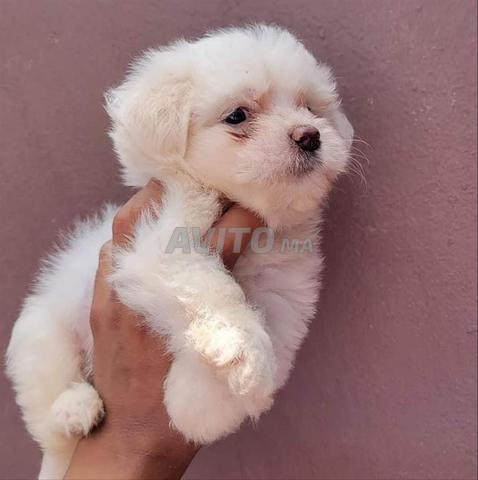 Chiot maltais pur race petit gabarit mâle