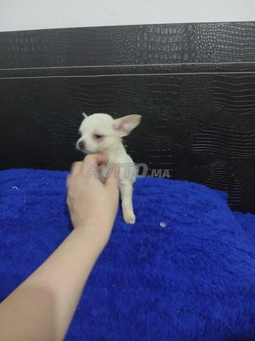 Super chiots chihuahua toy - 2
