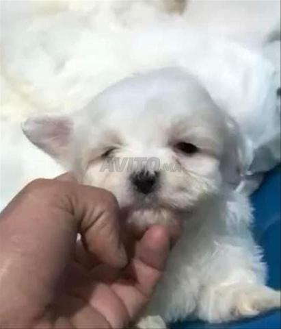 Bichon Maltais - 2