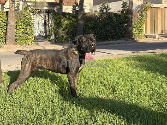 Mâle Cane Corso de 9 mois