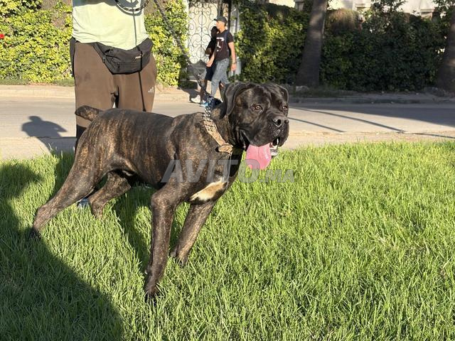 Mâle Cane Corso de 9 mois