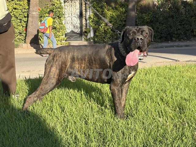 Mâle Cane Corso de 9 mois
