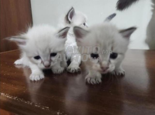 Femelle Ragdoll - 2