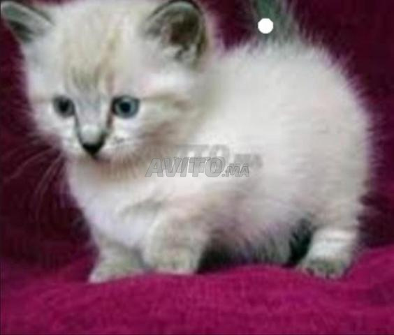 Femelle Ragdoll