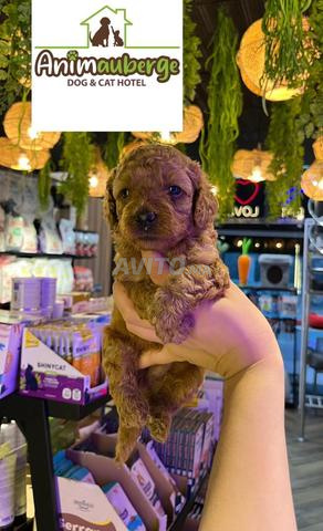 poodle nain
