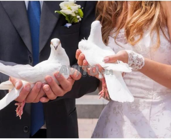 Disponible pigeon blanc pour les occasions - 2