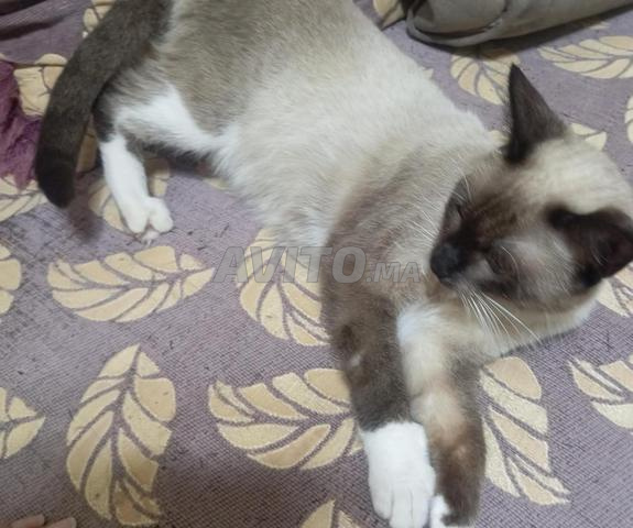 Chat Siamois libre à vendre - 2