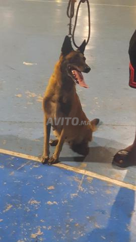 Femelle malinois bien dressée - 2