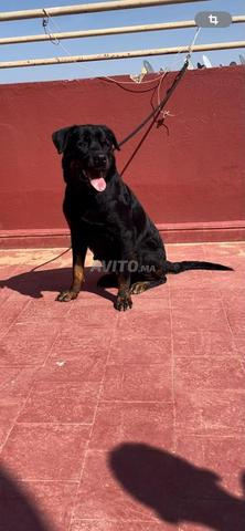 Femelle Rottweiler charbonnée - 2