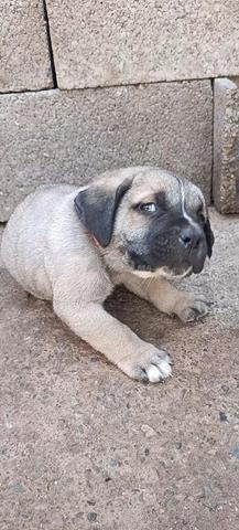 Chiots Presa Canario - 2