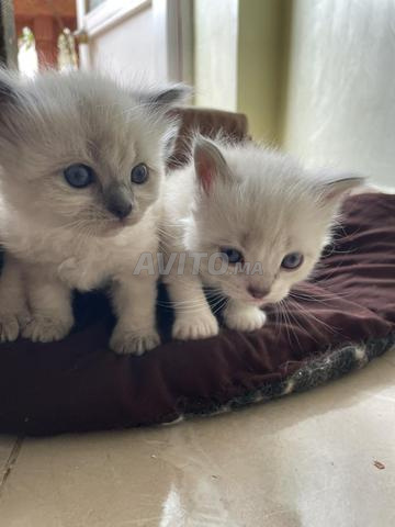 Chatons Ragdoll pure race à vendre - 2