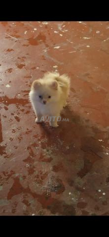 Spitz nain - 2