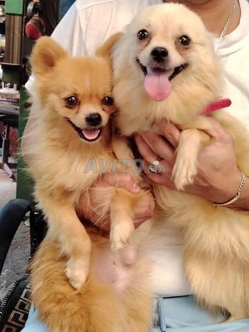 Caniche nain - 2
