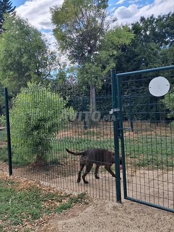 L'auberge canine (dressage et pension) - 2