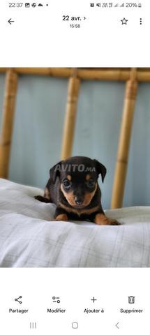 Chien de poche (Pinscher nain)