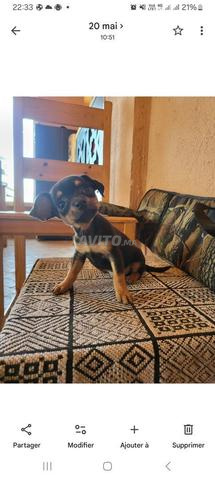 Chien de poche (Pinscher nain)