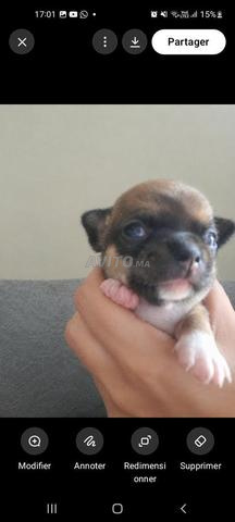 Chihuahua mini - 2