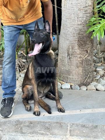 Femelle malinois pedigree - 2