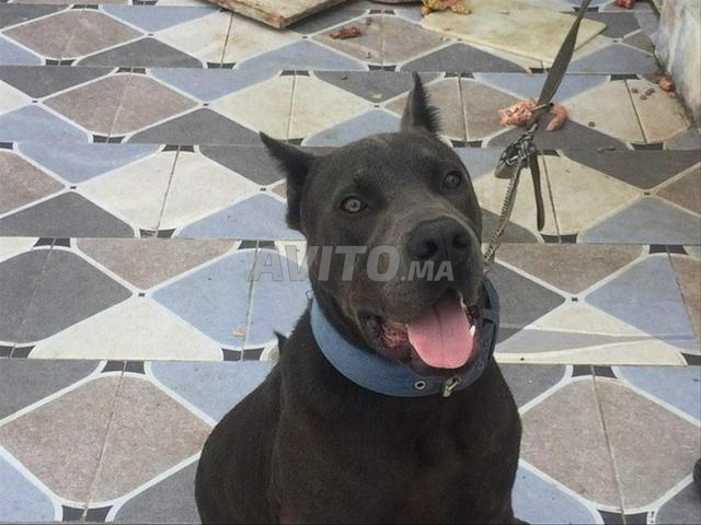 Chien Cane Corso d'un an - 2