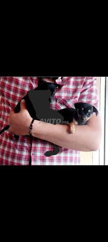 Chien de poche (Pinscher nain)