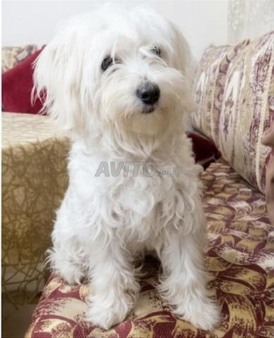 Bichon Maltais - 2