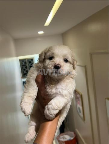 Chien Bichon Maltais - 2