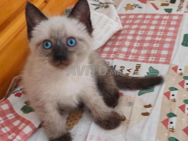 Petit chaton siamois à vendre - 2