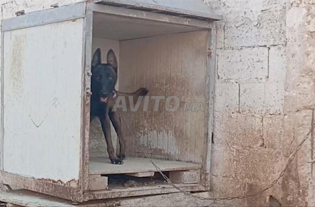 Mâle Malinois Charboni pure race - 2