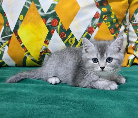 British Shorthair - 2