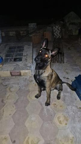 Chien Malinois - 2