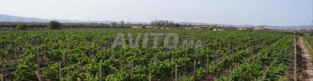 Ferme Vigne à vendre