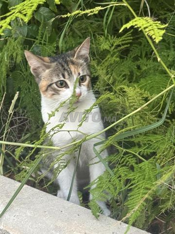 Un chaton femelle à adopter, vaccinée et vermifugée - 2