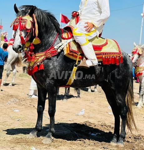 Oulad Bourrahma