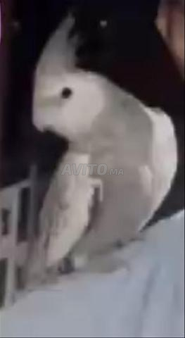 Oiseau domestique