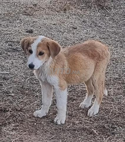Chien Aïdi pure Race - 2