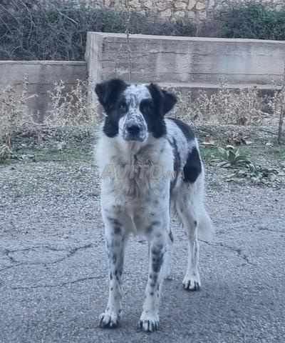 Chien Aïdi à vendre - 2