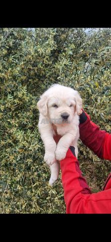 Golden Retriever à réserver - 2
