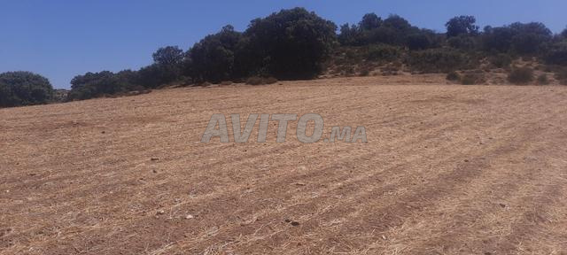 Terrain agricole de 23 hectares conservé à vendre dans la région de Ouled Mass - 2