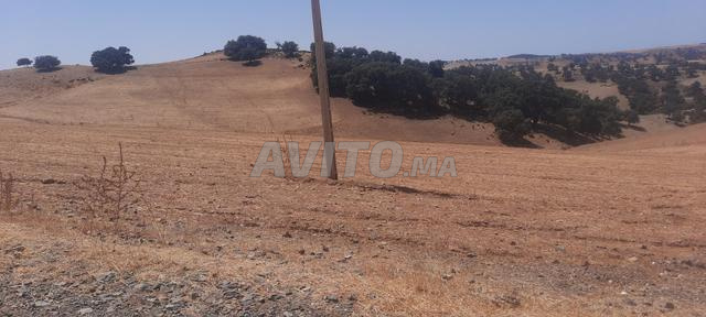 Terrain 23 hectares titre foncier à vendre Oulad Aïssa - 2